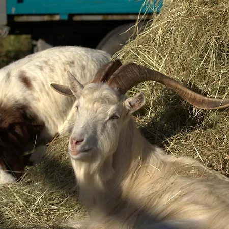 Des Trevignes Tatil Evi *