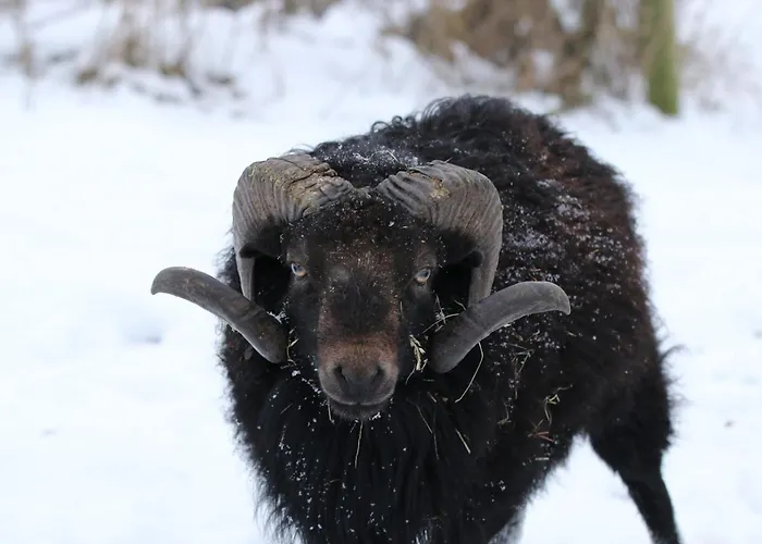 Des Trevignes بيت للعطل