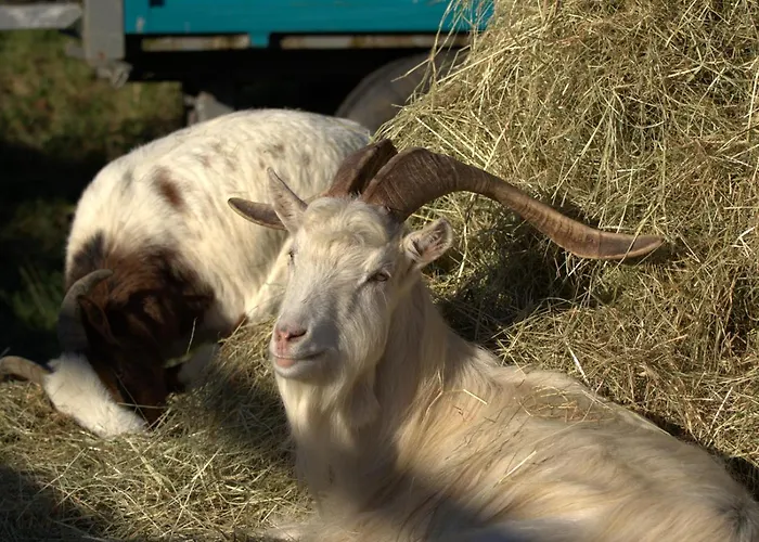 Des Trevignes بيت للعطل *